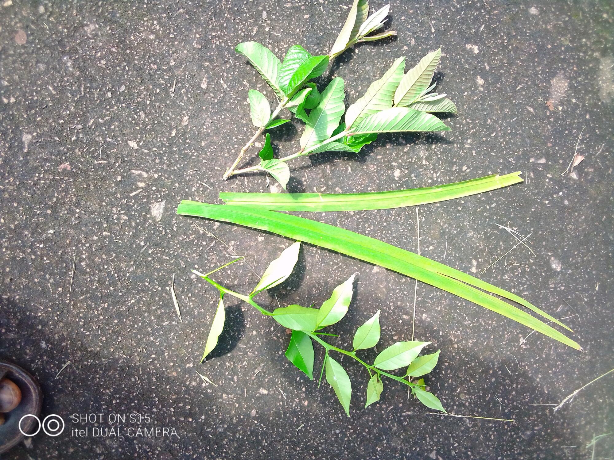 Guava, lemon grass, and limes leave (representing limes)