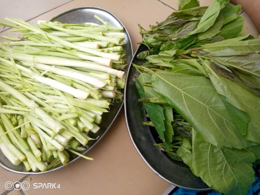 Fig tree leaves and elephant stock shoots